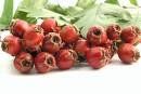 Hawthorn Leaf Flowers Capsules