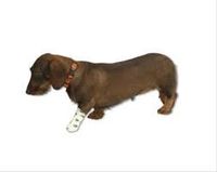 Andover PetFlex Printed Cohesive Compression Tape, 4"x5yds, Each