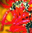 Cayenne Pepper Herbal Tea