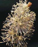 Black Cohosh Herbal Tea