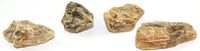 Copal Natural Raw Specimen Set COPAL14