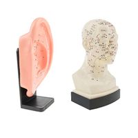 Set of 2 Pieces Human Head Ear Acupuncture Meridian Models with Acupressure Points in Chinese