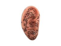 Human Ear Model with Acupuncture Points (8.5 inch (21.6cm))
