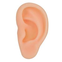 Duevin Professional Simulated Ear Model Acupuncture Practice Massage Teaching Tool(Left)