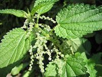 Nettle Herbal Capsules