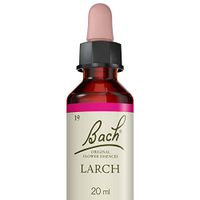 Larch ( Mélèze )