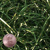 Krafty Klassics 1/2 lb (8oz) Forest Green Crinkle Cut Crimped Paper Shred