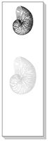 Ars Antigua Slim Writing Blocs (Notepads) • Nautilus Shell • Engraving 1860 • Two Blocs of 50 Sheets Each - Total of 100 Printed Sheets
