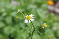 5 Starter Potted Plant of Matricaria chamomila, German Chamomile
