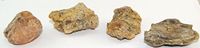 Copal Natural Raw Specimen Set COPAL09