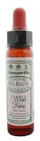 Original Bach Flower Remedy 10ml - WILD ROSE