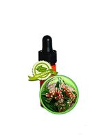 Clove Leaf Essential Oil - Syzygium aromaticum - 1 DRAM (1/8oz)