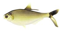 13 Fishing BAMF Shad Gold Retriever