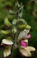 Goat's Rue Leaf, Cut&Sifted - Wildcrafted - Galega officinalis (454g = One Pound) Brand: Herbies Herbs