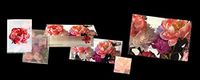 Peony Folder Pack with Note Cards