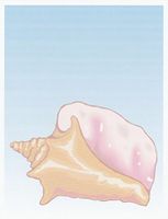 Sea Shell Stationery Printer Paper 26 Sheets