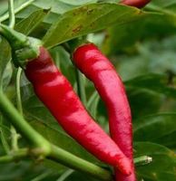 Cayenne Pepper 90,000 H.U, Powder - Capiscum annuum (454g = One Pound) Brand: Herbies Herbs