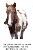 Blank Notecard - Horse - Lip Service