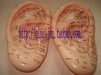 LINKALO Ear Massage Acupuncture Model Plastic