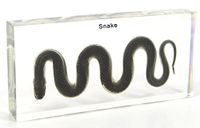 Water Snake Paperweights Specimen for Science Education Paperweight for Book for Office for Desk