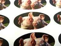 Minilabel Pack Of 30 , Pig Seals , 51X25mm Oval Seal Labels, Stickers For Gift Wrapping, Presents, Envelopes, Bags Or Cards