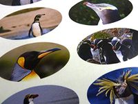 Minilabel Pack Of 30 Penguin 51X25mm Oval Seal Labels, Stickers For Craft, Decoration, Gift Wrapping, Presents, Envelopes, Bags Or Cards