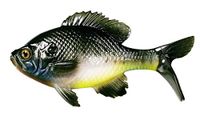 13 Fishing The Gill Natural Bluegill