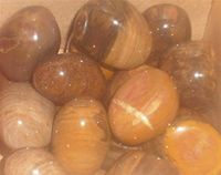 Petrified Wood Smooth Tumblestones