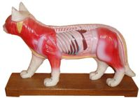 Acupuncture Cat Model (SM-12)