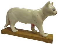 Cat Model/ Height 7"