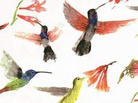 Hummingbird Tissue Paper for Gift Wrapping, Beautiful Watercolor Hummingbirds Design, 24 Large Sheets (20x30)