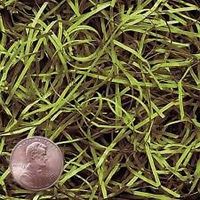 Green Tea VERYFINE Fine Cut Gift Basket Shred Paper Grass Filler Bedding (8oz Bag)