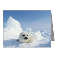 Note Card Harp Seal