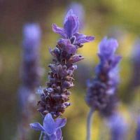 Essential Oil Exchange EOX Lavender Hydrosol 31201 New Hydrosols 1 fluid ounce