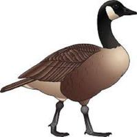 HotSaleStore Sticker Seals 48 Beautiful Canadian Goose!!! Sticker Label Envelope Seals 1.2" Round