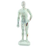 Acupuncture Model of Human Body *TOP Quality* Fiber Glass with Meridian Points (33)