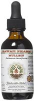 Mullein Alcohol-FREE Liquid Extract, Organic Mullein (Verbascum densiflorum) Dried Flower Glycerite Natural Herbal Supplement, Hawaii Pharm, USA 2 oz