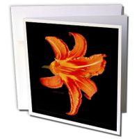 3dRose Day Lily Flower - Photography Flowers - Greeting Cards, 6 x 6 inches, set of 12 (gc_6625_2)