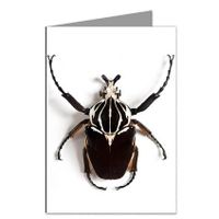 Goliath Bug Note Card set