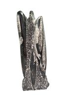 Orthoceras Fossil Standing Polished Display Piece ORTHS03