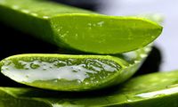 Aloe Vera Fresh Organic Leafs Medicinal Uses All Natural - Cut On Demand - Clean