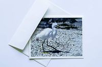Bird Note Cards Original Elegant Photographic Textured White Blank 4.25"x 5.50" Boxed Set 8 W/Matching Envelopes In Plastic Jacket Thank You Invitations Birthdays Greetings Just Because