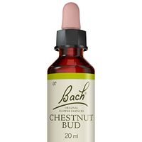 Chesnut Bud ( Bourgeon de Marronnier )