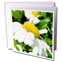3dRose Daisy Inspiration - Greeting Cards, 6 x 6 inches, set of 6 (gc_23683_1)