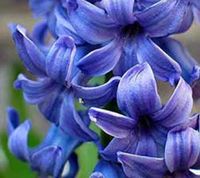 Hyacinth Absolute Pure Essential Oil - 1 oz-30 ml
