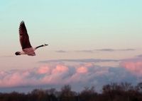 "Soar Above" Note Card Set - 10 Cards and Envelopes