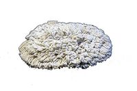 13" PROCYON Cotton Bonnet Pads - 6 Per Case