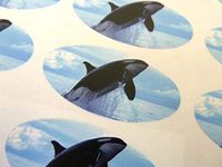 Minilabel Pack Of 30 Killer Whale, 51X25mm Oval Seal Labels, Stickers For Craft, Decoration, Gift Wrapping, Presents, Envelopes, Bags Or Cards
