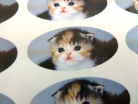 Minilabel Pack Of 30 , Kitten Seals , 51X25mm Oval Seal Labels, Cat Stickers For Gift Wrapping, Presents, Envelopes, Bags Or Cards