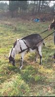 Goat Pulling Harness With Tugs Pulling Carts, Wagons Brush Work (Standard, Black)